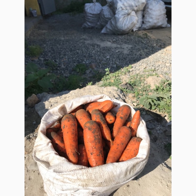 Фото 3. Продам морковь товарную Боливар 1 сорт