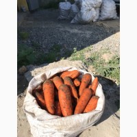 Продам морковь товарную Боливар 1 сорт