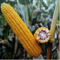 Семена кукурузы Пивиха, раннеспелая, ФАО 190