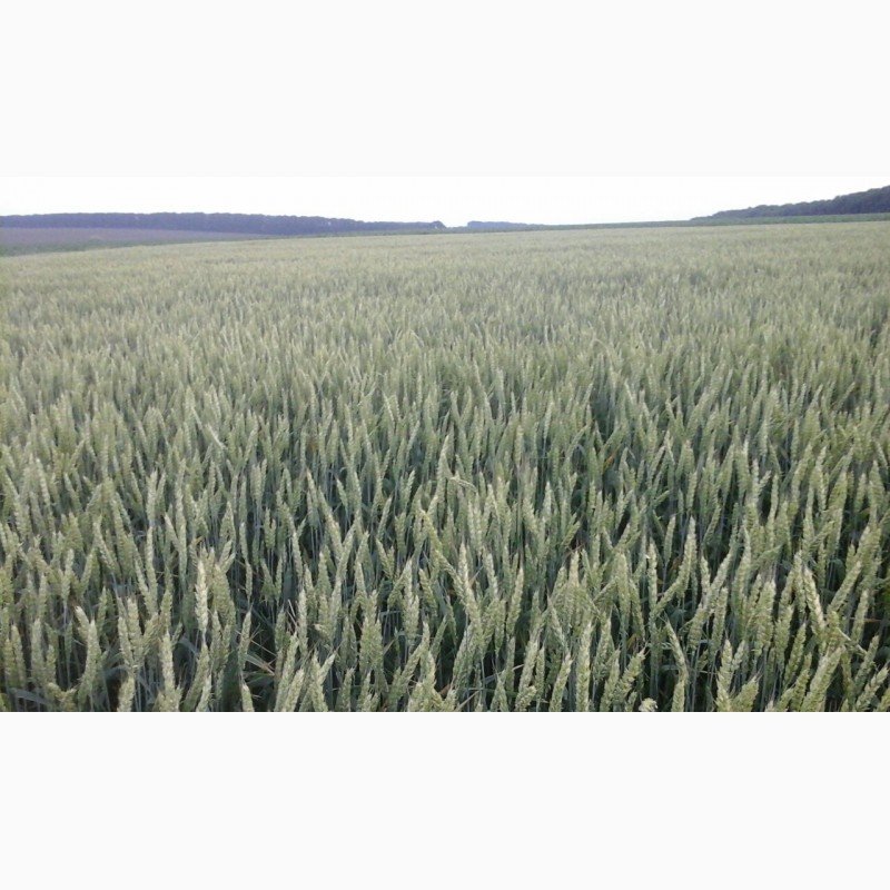 Фото 10. Продам насіння безостої озимої пшениці сорту БОГДАНА