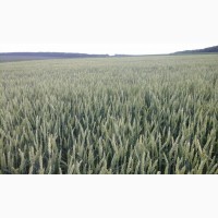 Продам насіння безостої озимої пшениці сорту БОГДАНА