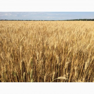 Озима пшениця Златоглава