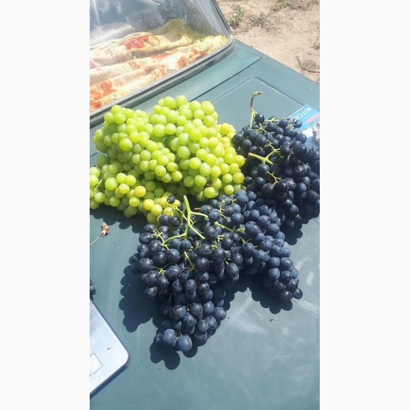 Фото 2. Столовый виноград