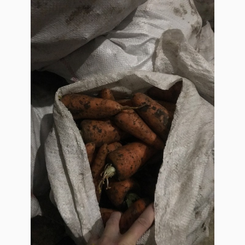 Фото 11. Продам моркву( абако херсон), оптом в Рівному