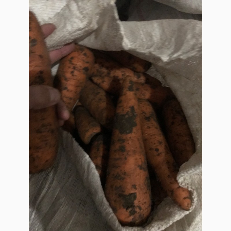 Фото 13. Продам моркву( абако херсон), оптом в Рівному
