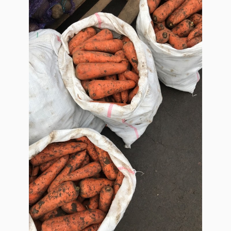 Фото 2. Продам моркву( абако херсон), оптом в Рівному