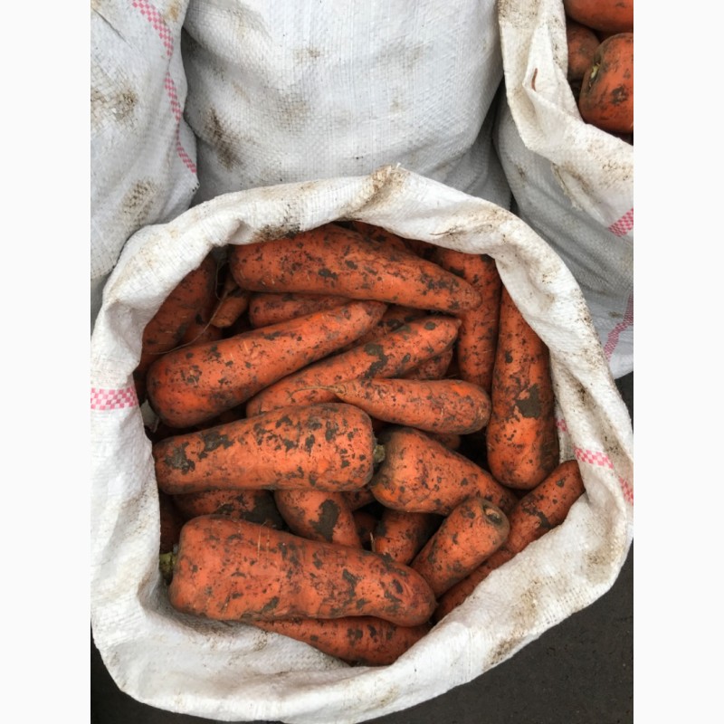 Фото 3. Продам моркву( абако херсон), оптом в Рівному