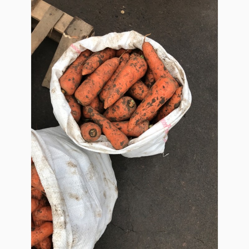 Фото 5. Продам моркву( абако херсон), оптом в Рівному