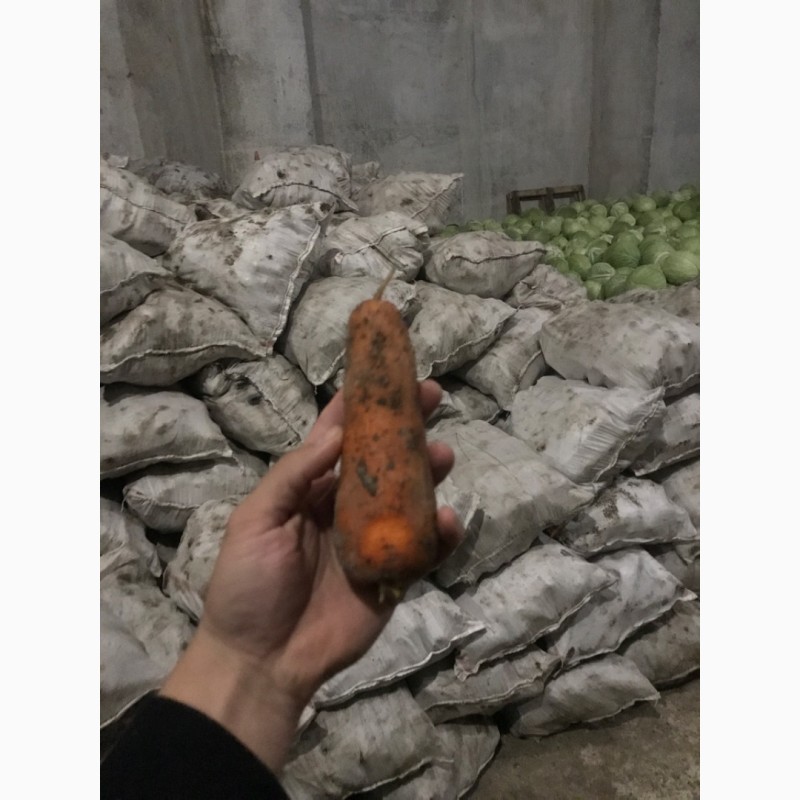 Фото 8. Продам моркву( абако херсон), оптом в Рівному