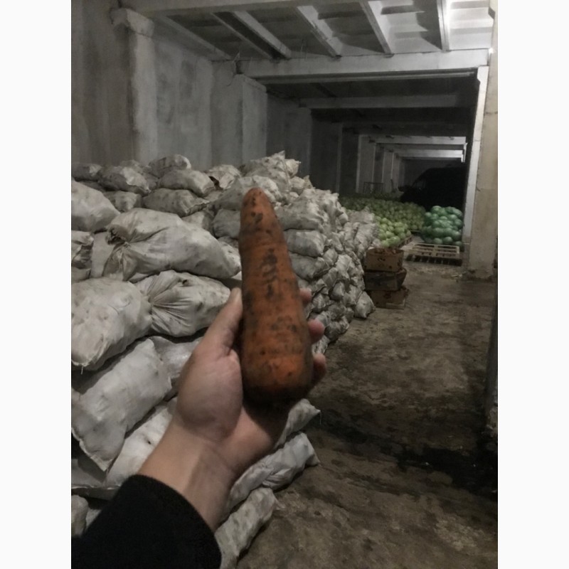 Фото 9. Продам моркву( абако херсон), оптом в Рівному