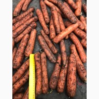 Продам морковь белорусскую оптом
