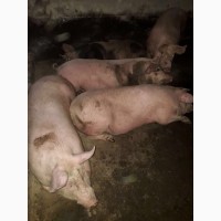 Продам свиней живым весом (15 голов)