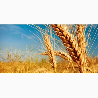 Продам посевной материал пшеницы озимой