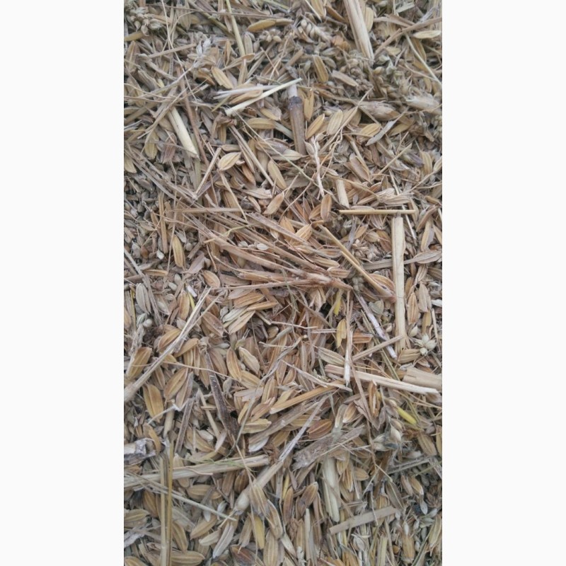 Фото 2. Зерно отходы риса