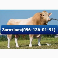 Купляю худобу (бики, корови, телята, телиці) у Черкаській області за високими цінами