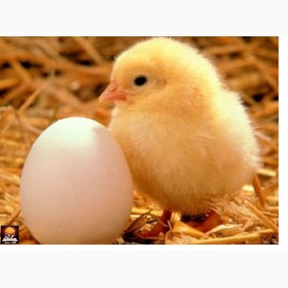 Яйцо куриное ( столовое ), Меланж яичный