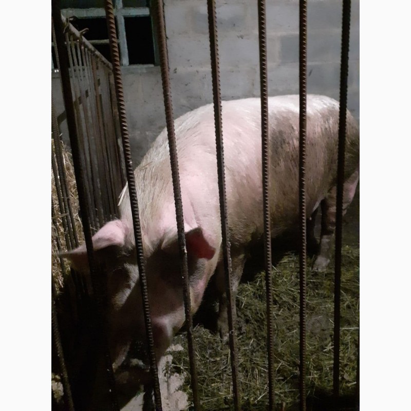 Фото 5. Продам поросну свиноматку