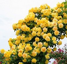 Фото 2. Розы высшего качества от производителя продукции в питомнике АГРОДИВО
