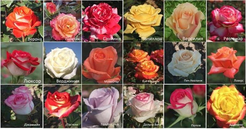 Фото 4. Розы высшего качества от производителя продукции в питомнике АГРОДИВО