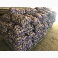 Картофель на экспорт