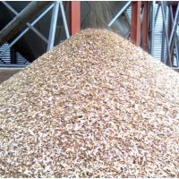 Куплю зерноотходы масличных, бобовых, зерновых культур