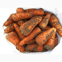 Морковь Каскад, сладкая, красивая