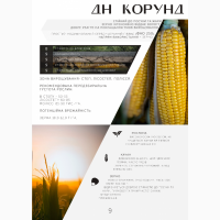 Продам посівний матеріал кукурудзи, гібрид ДН Корунд