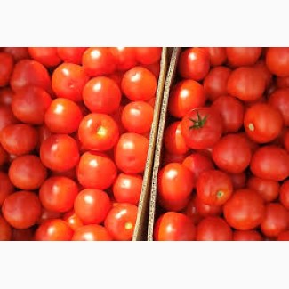 ТЕРМІНОВО продам помідори
