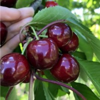 Саженцы новых крупноплодных сортов черешни и вишни Дачница Аэлита Биг стар Бигарро Бурлат
