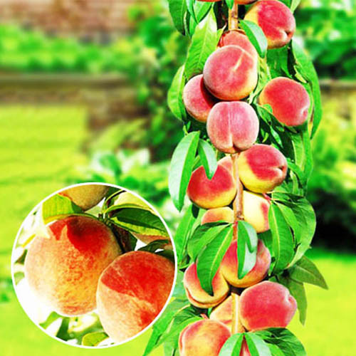 Фото 15. Саженцы новых крупноплодных сортов черешни и вишни Дачница Аэлита Биг стар Бигарро Бурлат