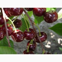 Саженцы новых крупноплодных сортов черешни и вишни Дачница Аэлита Биг стар Бигарро Бурлат