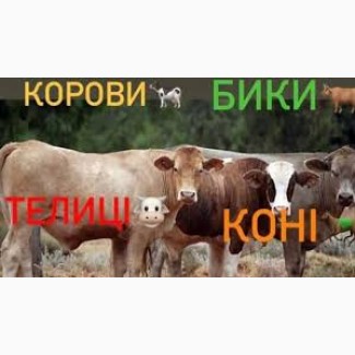 ДОРОГО Корови на тримання та Мясо