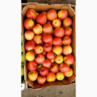 Продам Яблука Оптом за Кращою Ціною