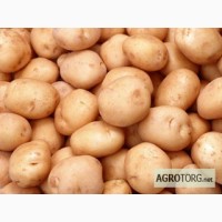 Продам картофель оптом в Запорожье