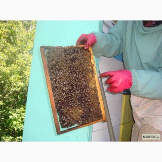 Продаю мед и продукты пчеловодства с собственной пасеки