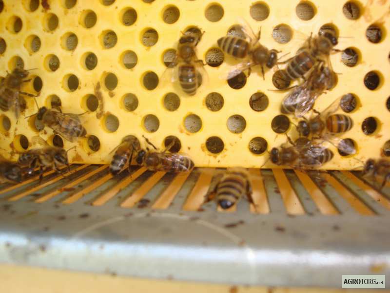 Фото 3. Продаю мед и продукты пчеловодства с собственной пасеки