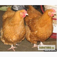 Подрощенные цыплята Фокси Чик от 3 недель