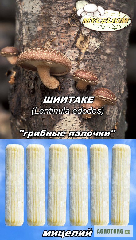 Фото 2. Мицелий «грибные палочки», мицелий на брусочках, мицелий на палочках, сухой мицелий