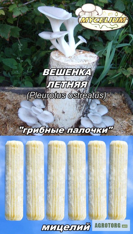 Фото 3. Мицелий «грибные палочки», мицелий на брусочках, мицелий на палочках, сухой мицелий