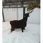 Продается чистокровный козел Ламанча.