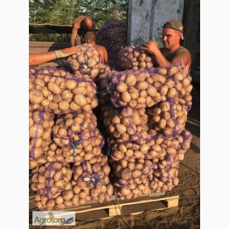 Продам картофель Ривьера