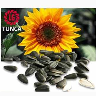 Семена подсолнечника Limagrain TUNCA / Тунка (США) Акция, Днепропетровская обл
