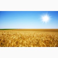 Семена канадской пшеницы Арвада, Толедо, Тесла, Омаха