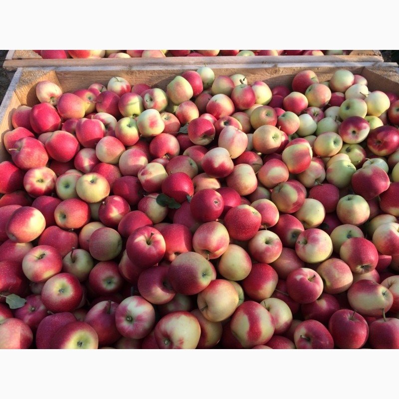 Фото 9. Продам яблука ризных сортив з холодыльныка газовани в наявности багато сортив