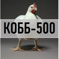 Бройлер крос КОББ-500 з Угорщини. Вихід від 80% (ціна 13 грн) Інкубаційні яйця кобб 500
