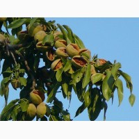 Саженцы плодовых деревьев от производителя