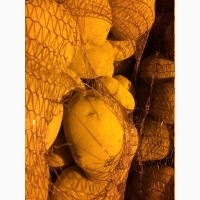 Картофель Сорт Гала, Королева Анна и другие сорта на экспорт