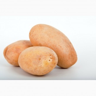 Продам товарный без брака картофель, сорт Лабадия 7, 5 грн