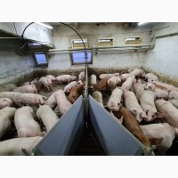 Свинокомплекс реалізовує свиней, поросят та напівтуші