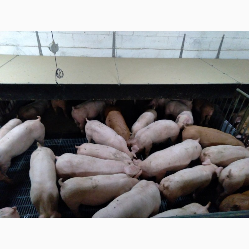 Фото 2. Свинокомплекс реалізовує свиней, поросят та напівтуші